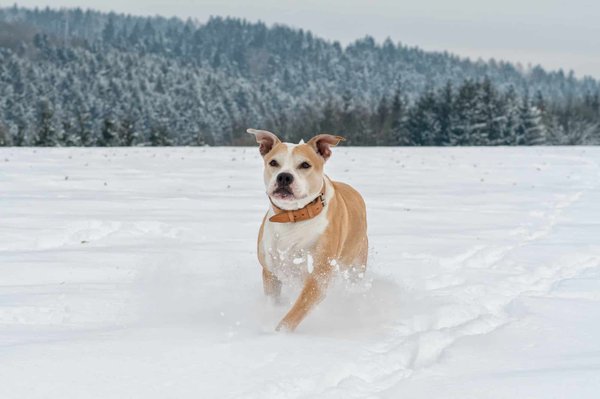 L'Histoire du Staffordshire Bull Terrier : Origines et Évolution