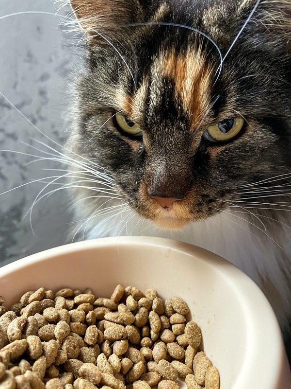 Surefeed Connect Distributeur de Nourriture à Puce Électronique pour Chat : guide d'achat