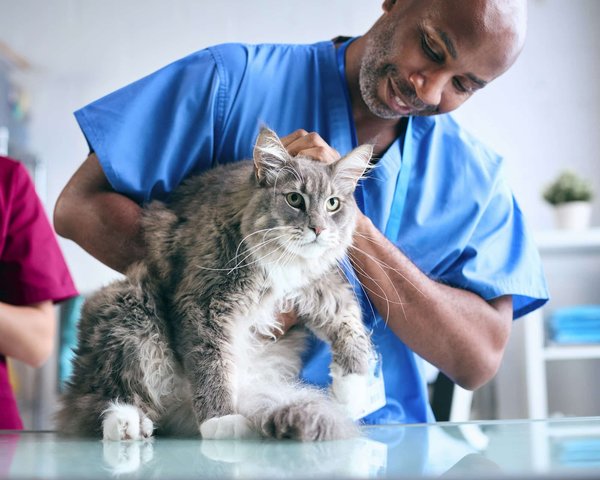 Assurance animaux : investissement utile ou pas?