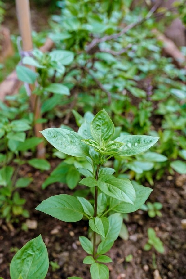 Comment réduire votre empreinte carbone et adopter un mode de vie plus écologique ?