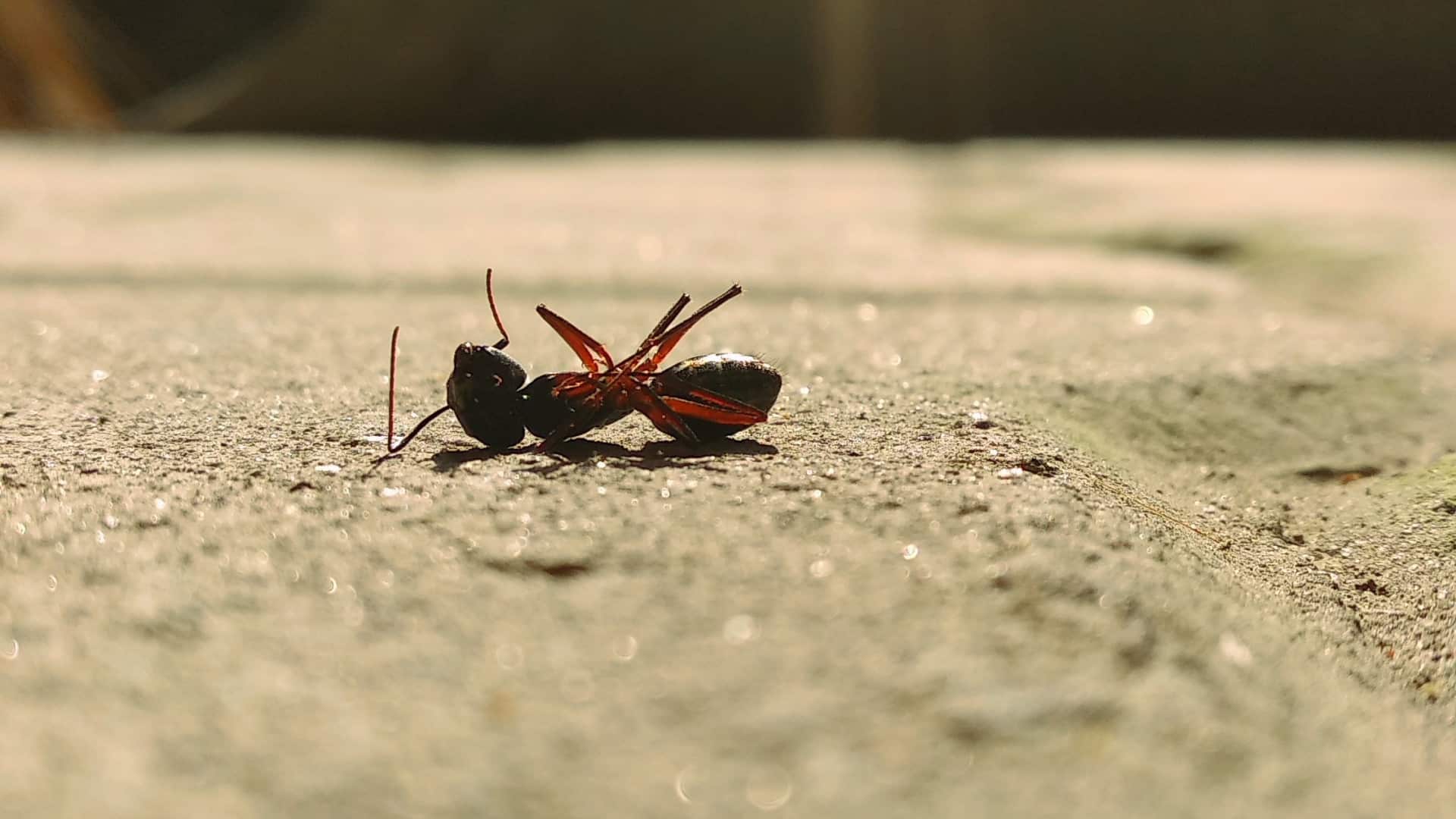 Désinsectisation : Où trouver une intervention rapide et efficace à Caen ?